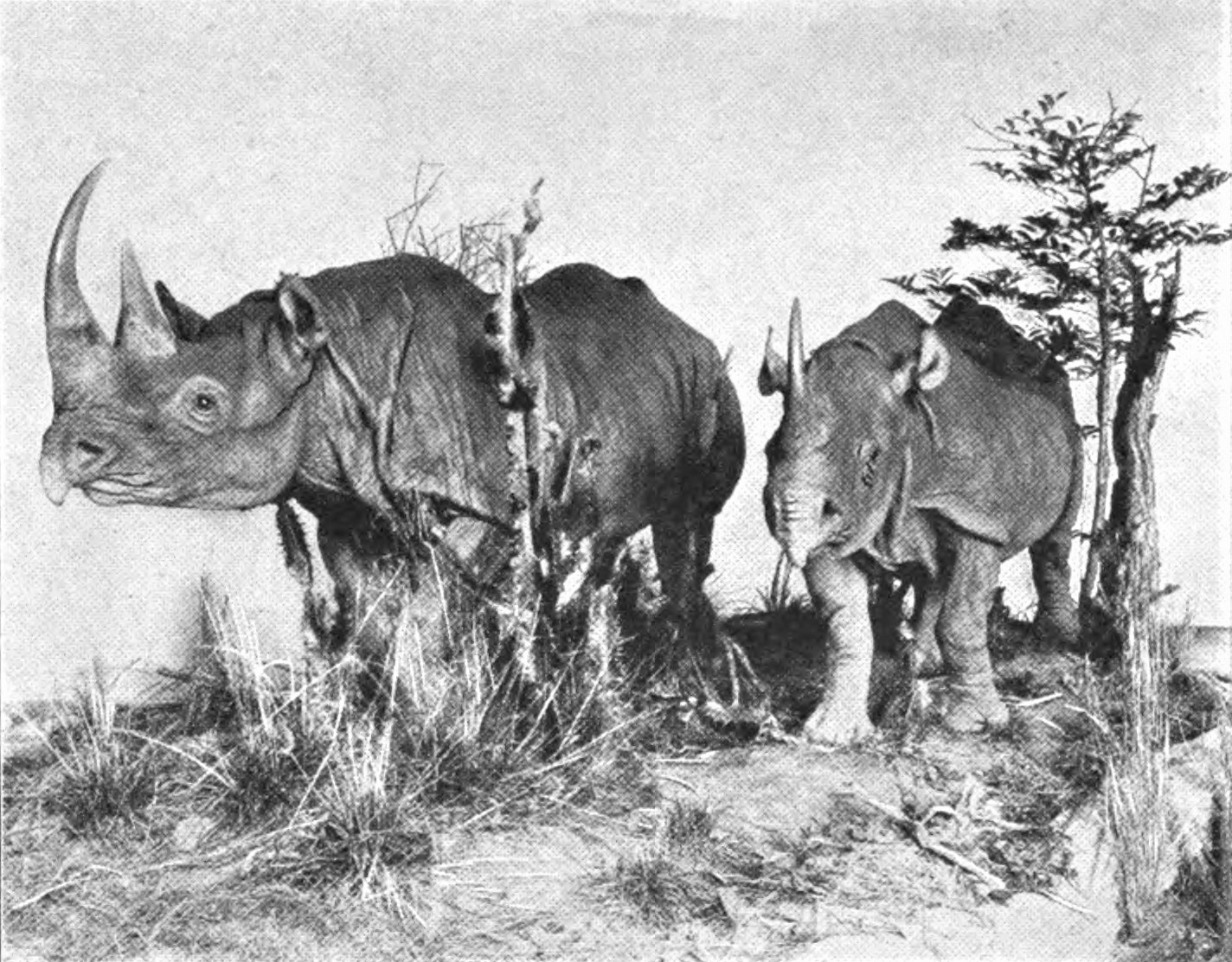 Black rhino mounting at Carnegie Museum of Natural History