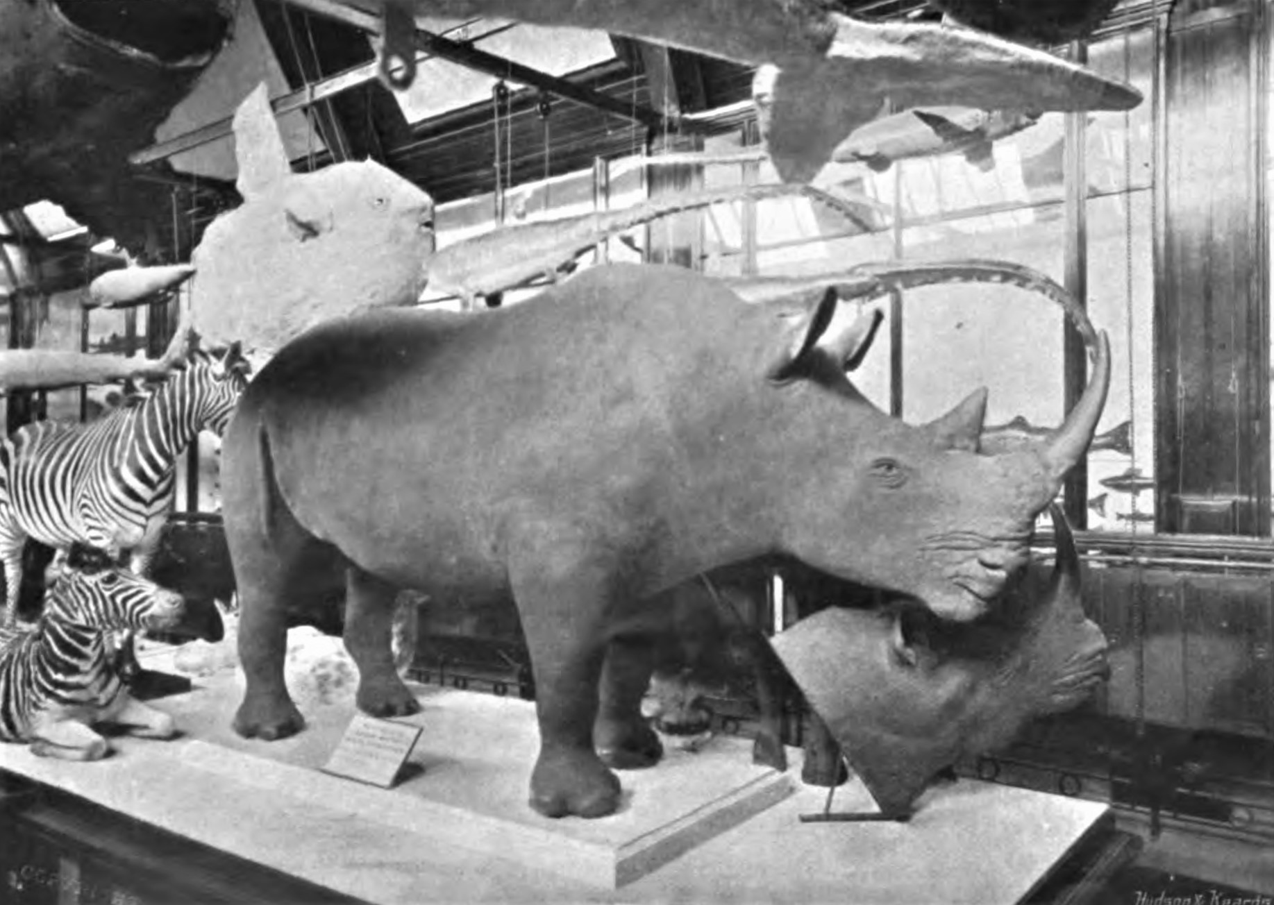 Southern White rhino from Mashonaland, Zimbabwe