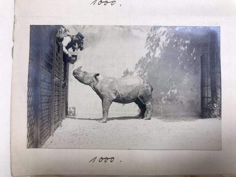 Sumatran in Vienna 1907