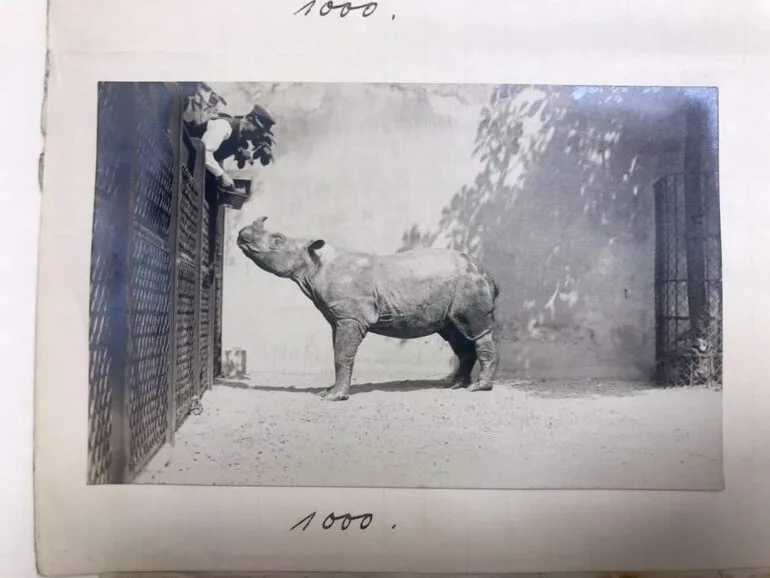 Sumatran in Vienna 1907