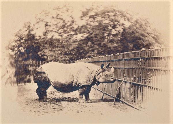 Miss Bet at London Zoo