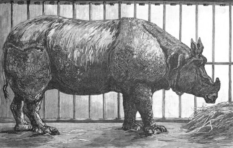 Bombe purchased for New York Central Park Zoo