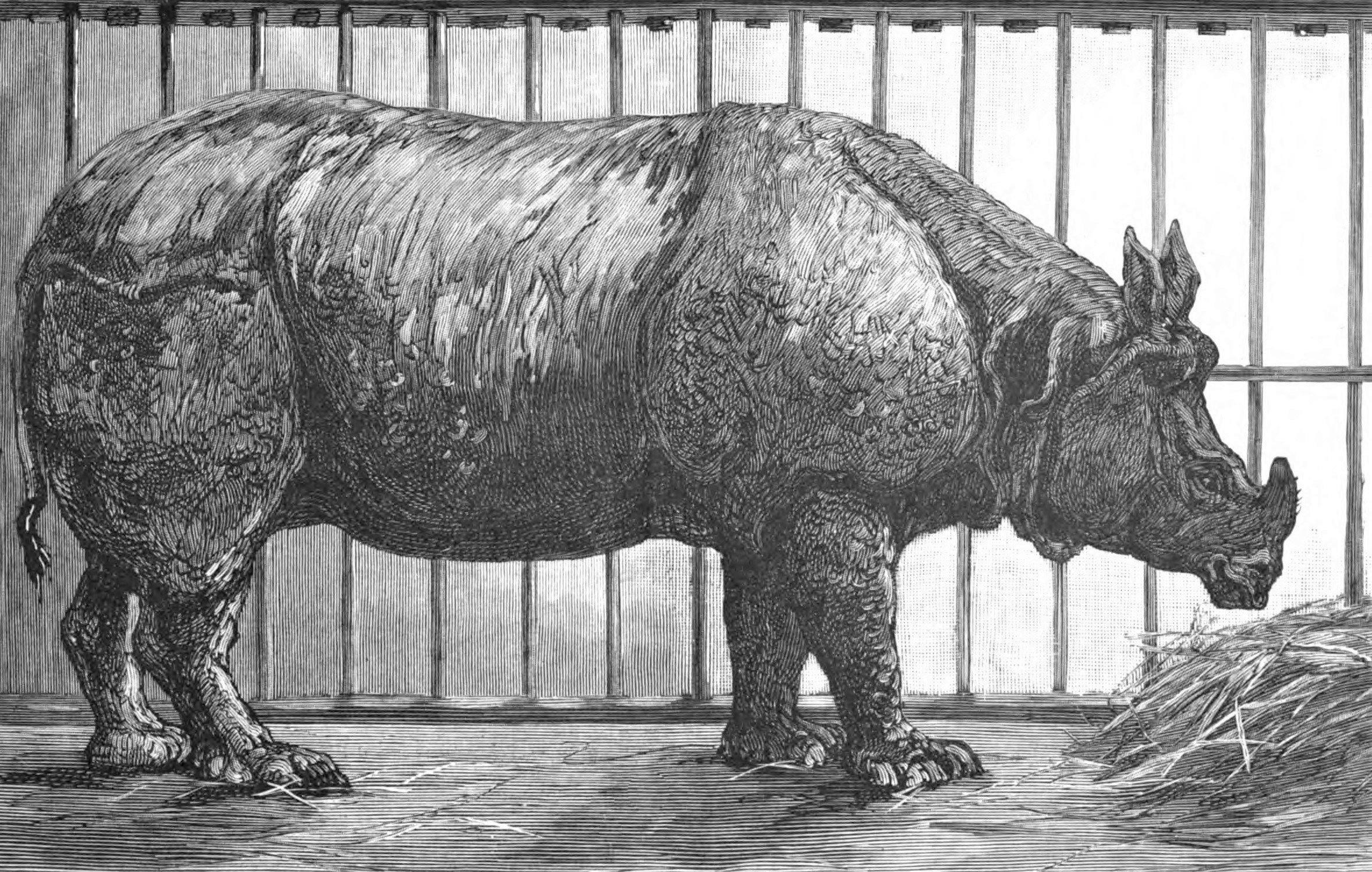 Bombe purchased for New York Central Park Zoo