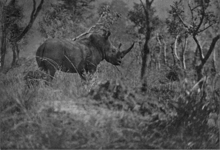 White rhinoceros of the Lado