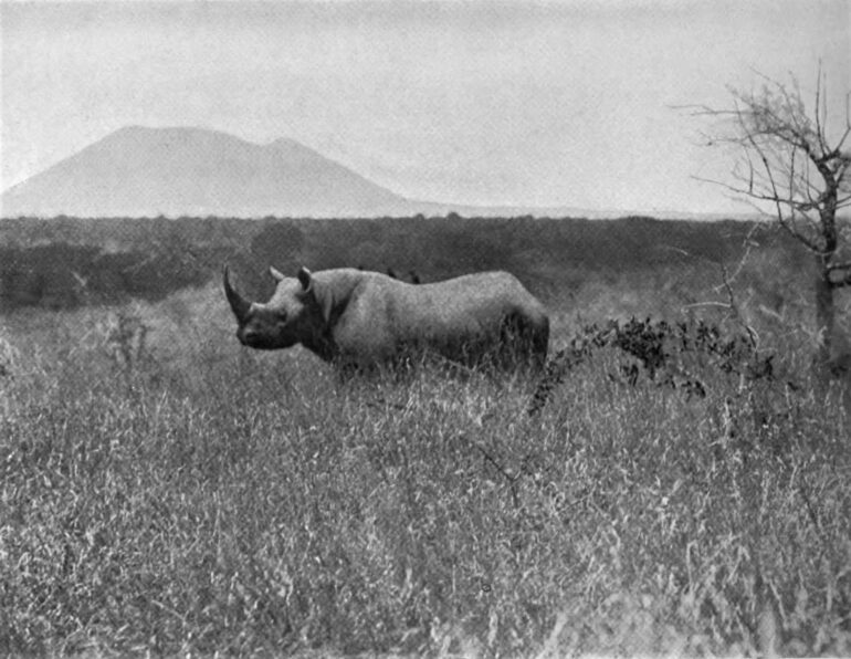Black rhinoceros in plains country of East Africa