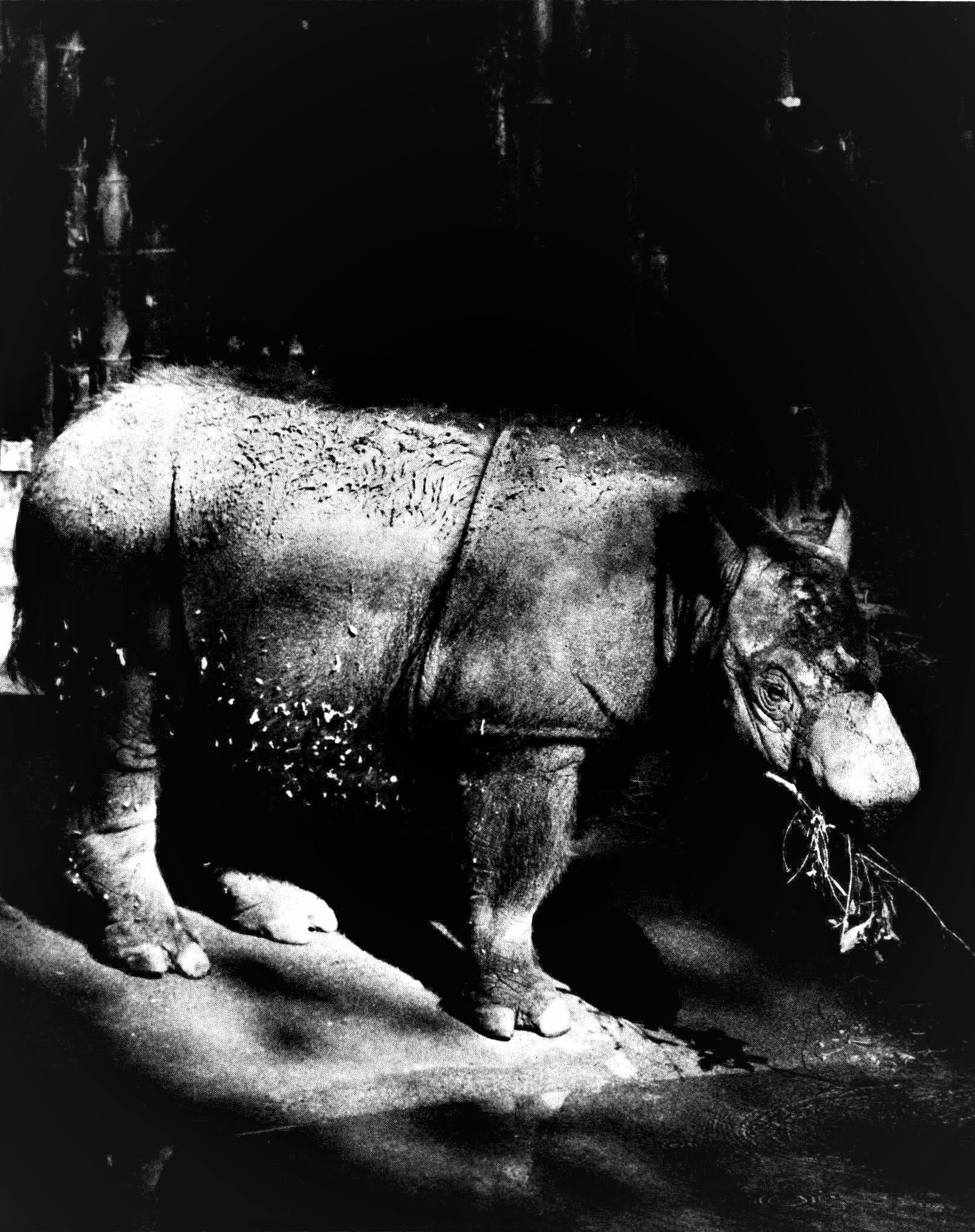 Barakas, a female Sumatran rhino at the San Diego Zoo