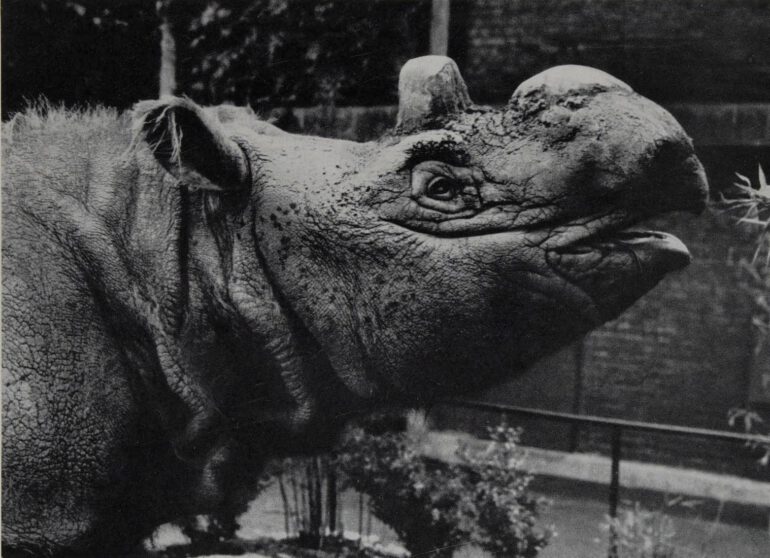 Subur at Copenhagen Zoo