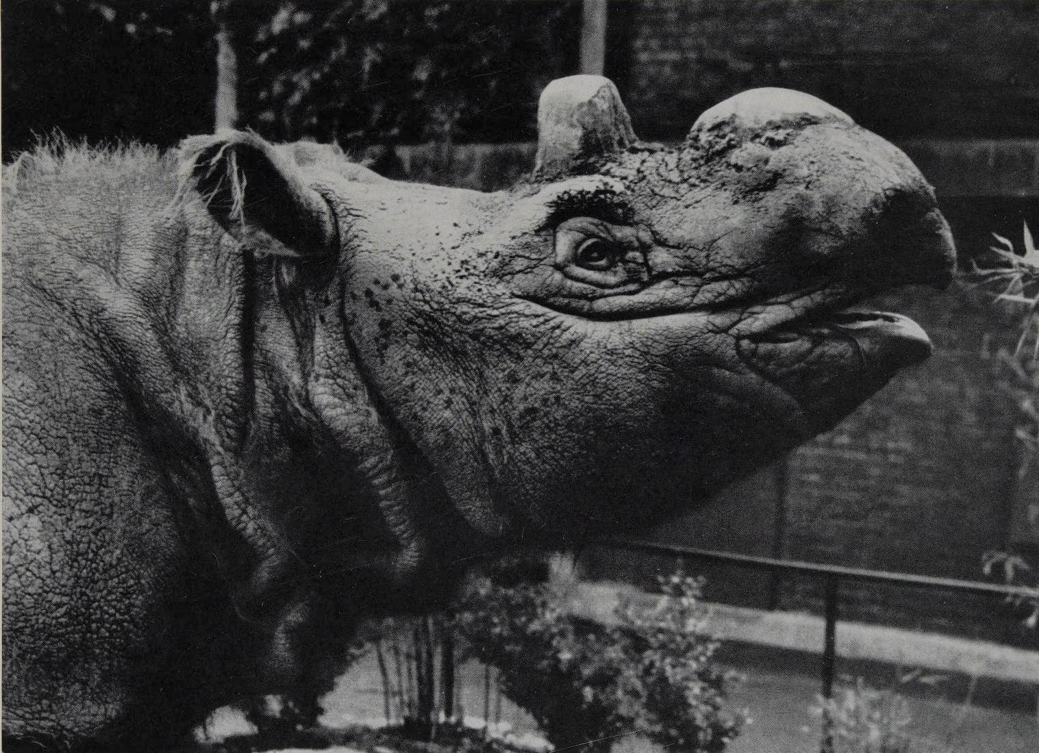 Subur at Copenhagen Zoo