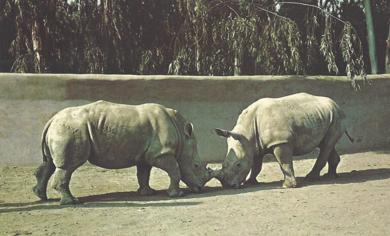 Southern White rhinos at San Diego Zoo – Balboa Park