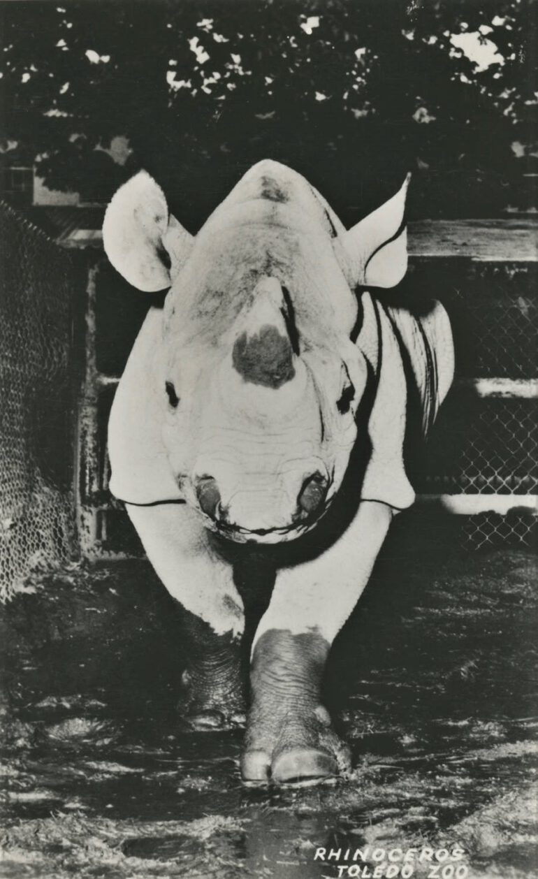 Toledo Zoo female Black rhinoceros