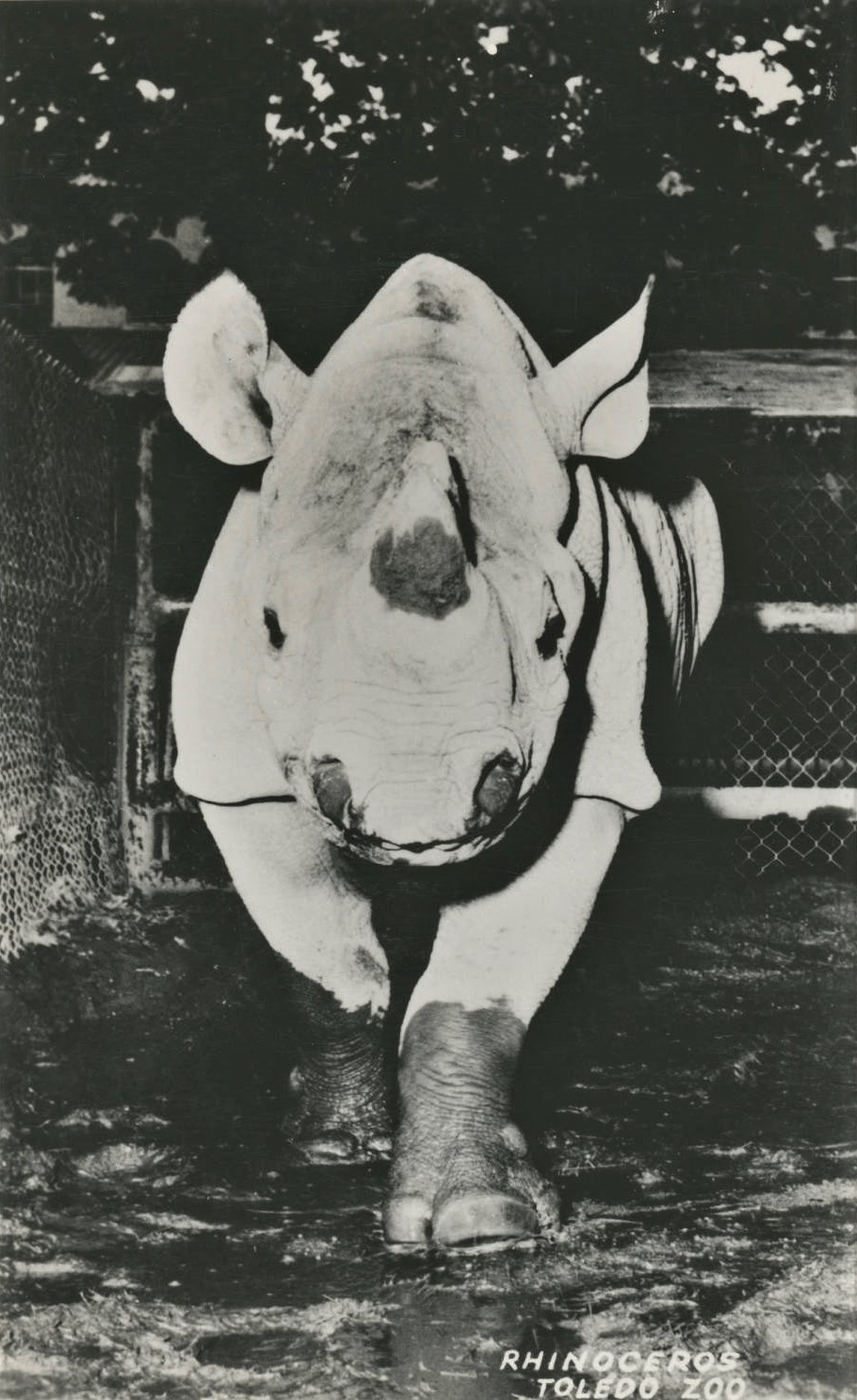 Toledo Zoo female Black rhinoceros