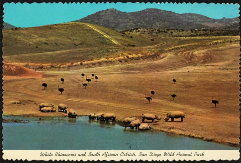 White rhinoceros and Ostrich at San Diego Wild Animal Park