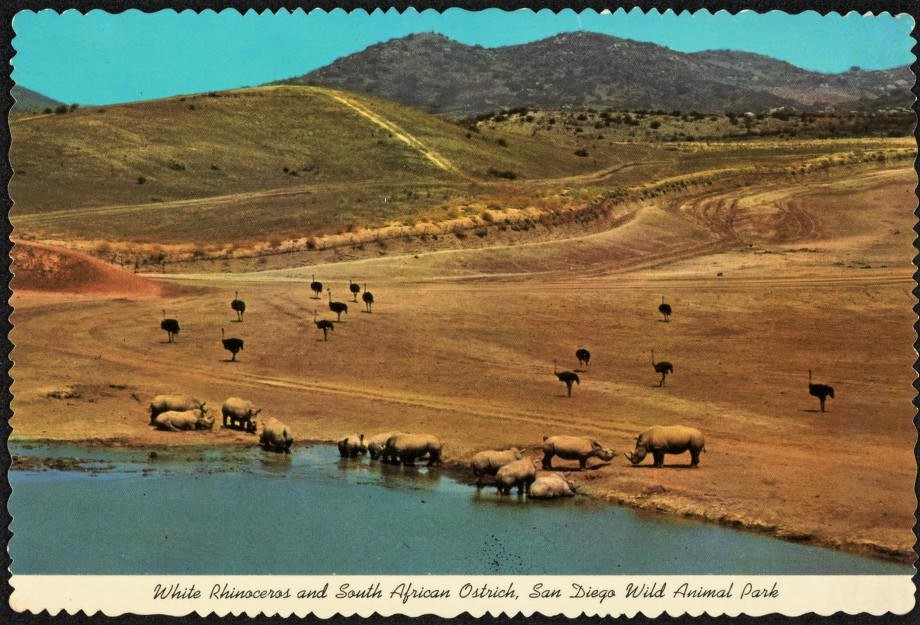 White rhinoceros and Ostrich at San Diego Wild Animal Park