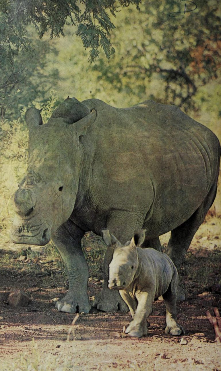 White rhinoceros cow with calf in Loskop Dam Nature Reserve