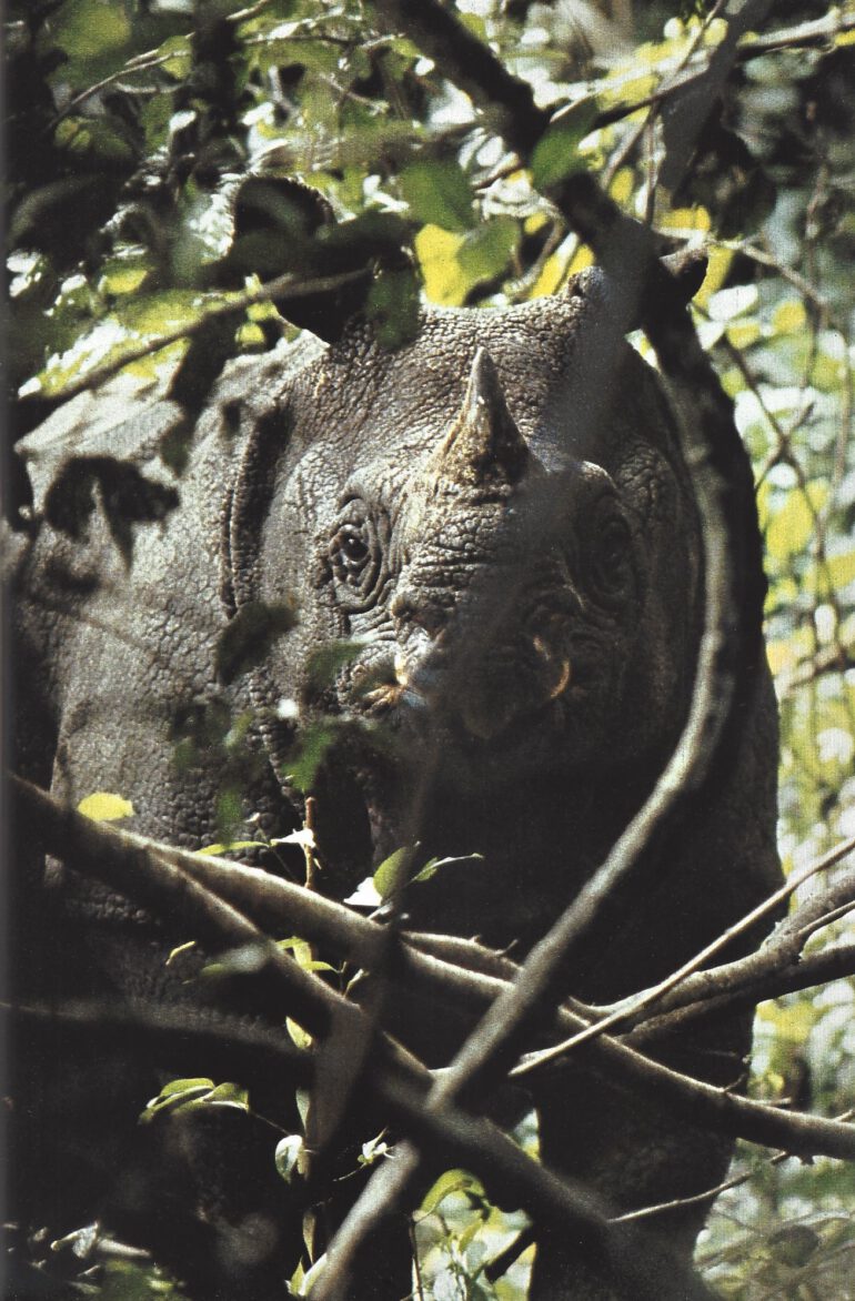 Javan rhino at Ujung Kulon National Park