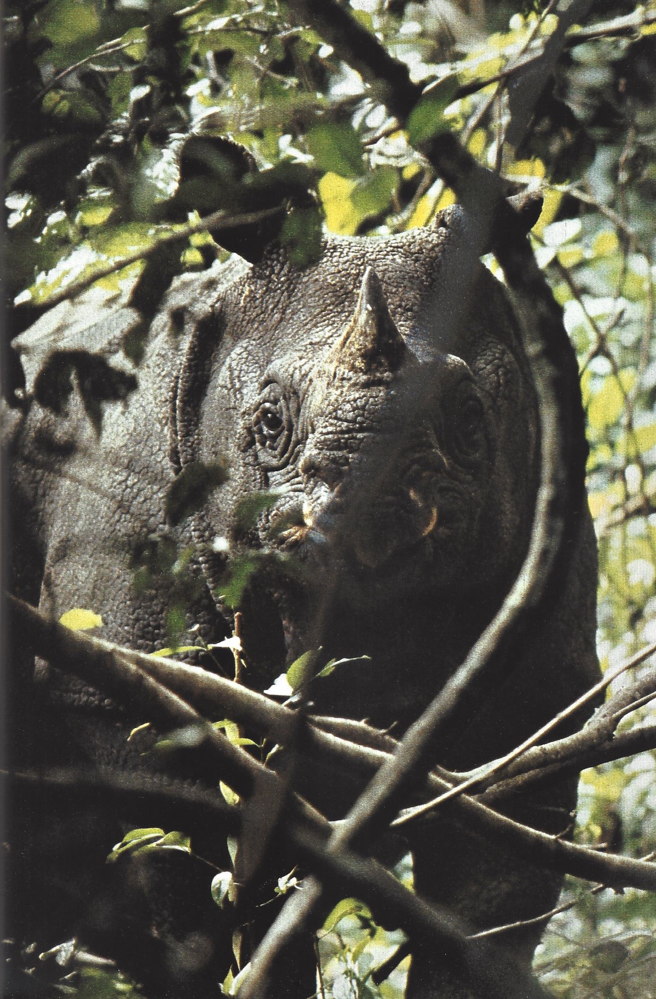 Javan rhino at Ujung Kulon National Park