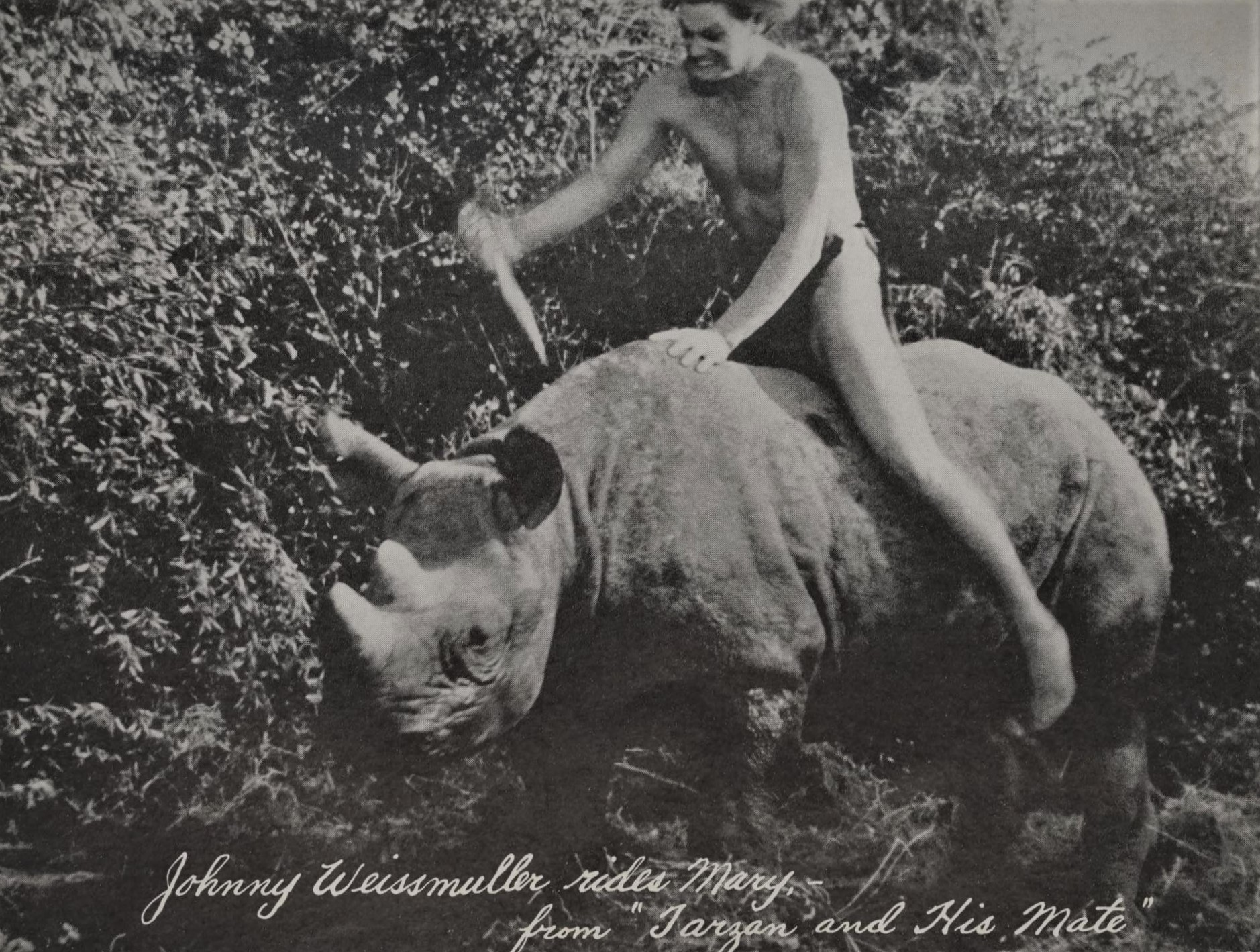 Tarzan with Mary the Black rhinoceros