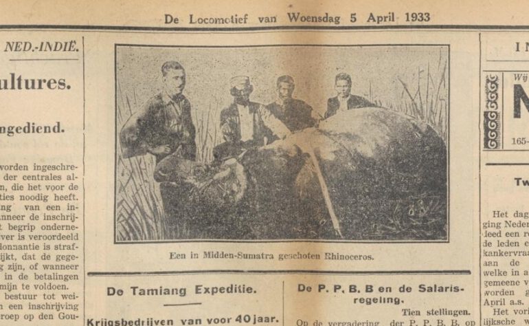 Javan Rhino shot in Sumatra 1933