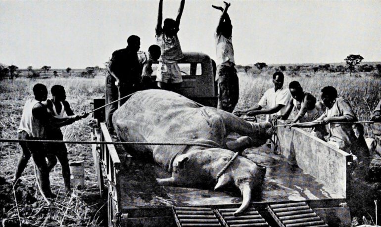 Northern White rhinoceros translocation in Uganda