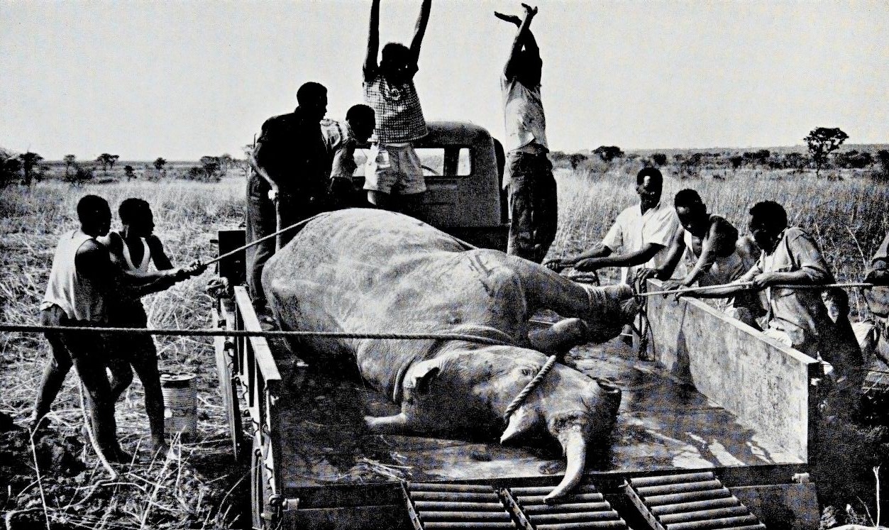 Northern White rhinoceros translocation in Uganda