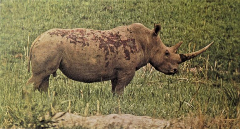 Ugandan Northern White rhinoceros