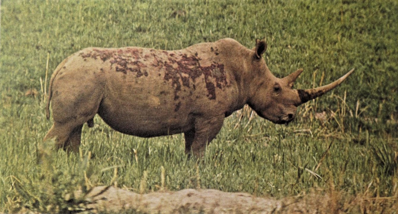 Ugandan Northern White rhinoceros