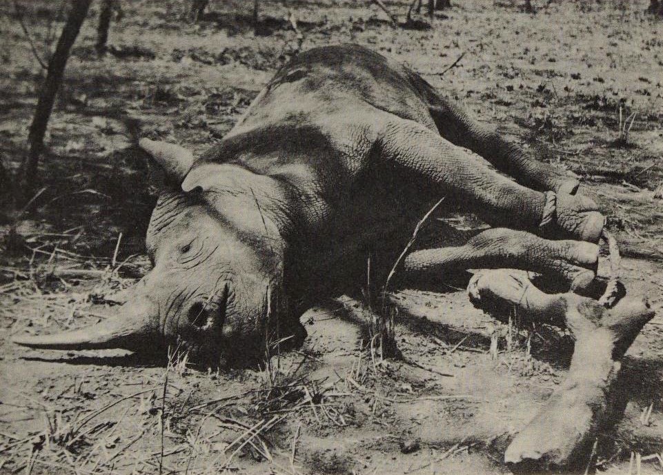 Black rhinoceros in foot snare