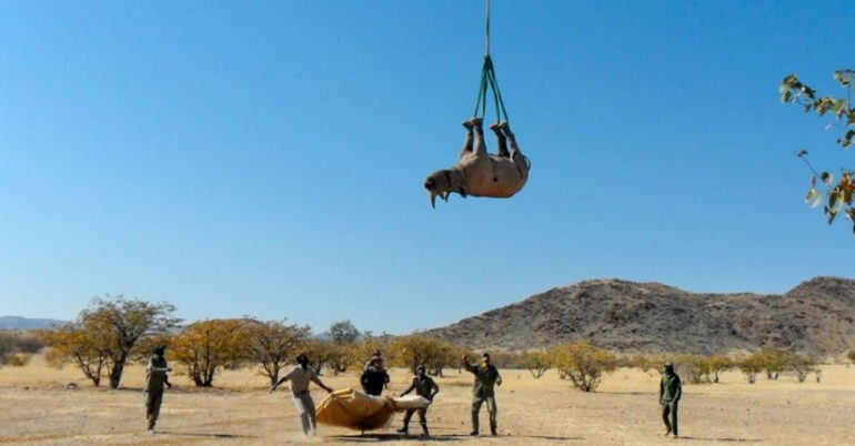 Black rhinoceros transportation in Namibia