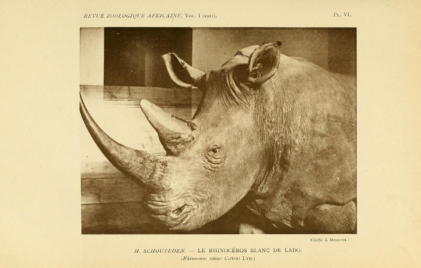 Lado rhinoceros