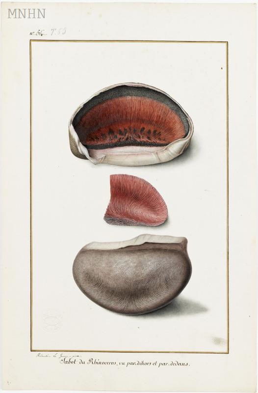 Hoof of Versailles rhinoceros