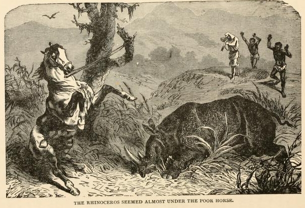 Stockton rhino and horse