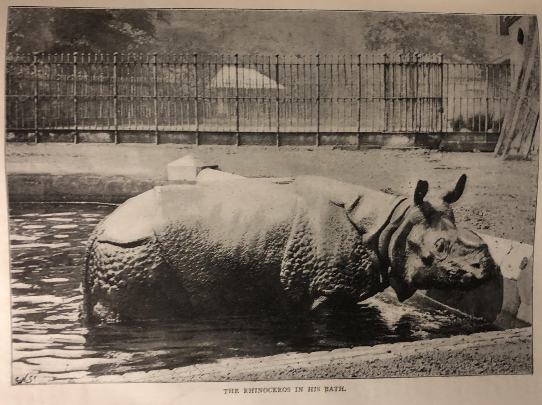 Indian rhino Tom in London Zoo