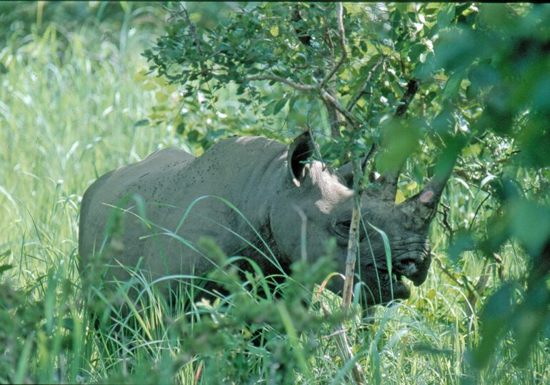Cameroon Diceros bicornis longipes (7)