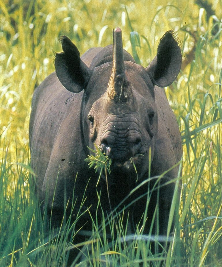 Cameroon Diceros bicornis longipes (3)