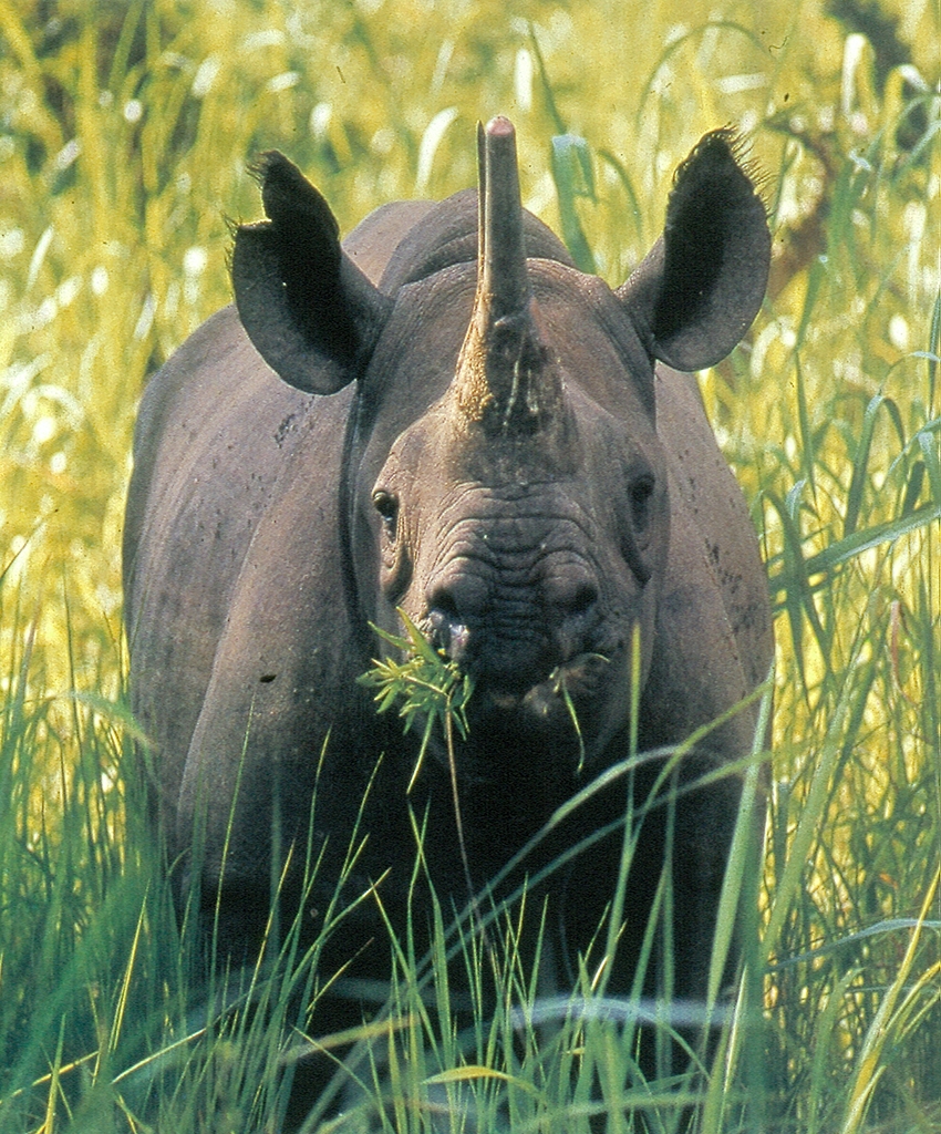 Cameroon Diceros bicornis longipes (3)
