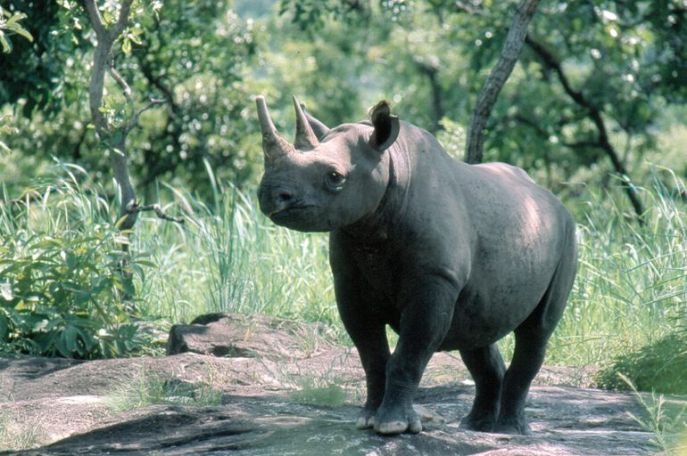 Cameroon Diceros bicornis longipes (2)