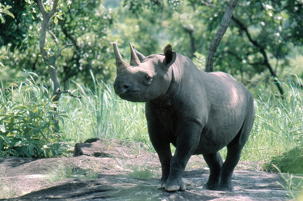 Cameroon Diceros bicornis longipes (2)