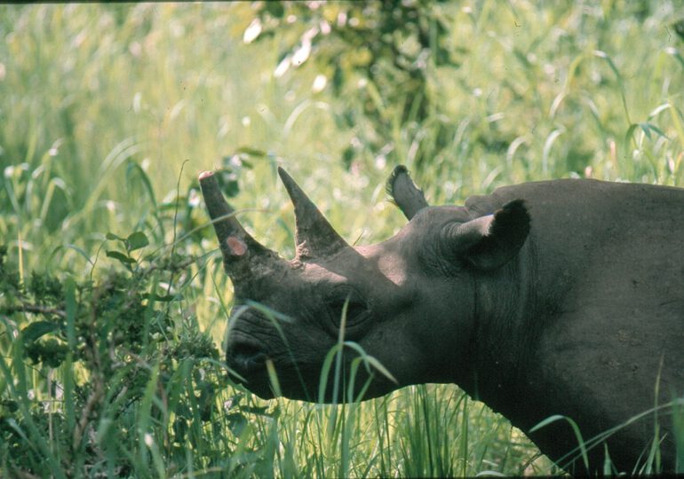 Cameroon Diceros bicornis longipes (3)