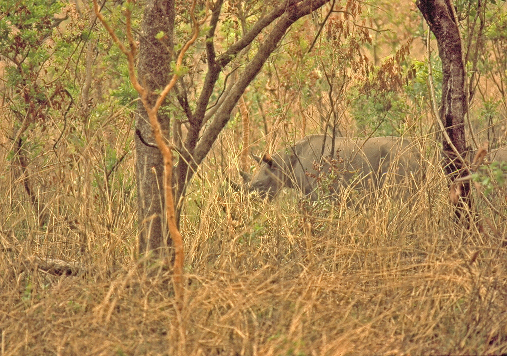 Cameroon Diceros bicornis longipes (5)