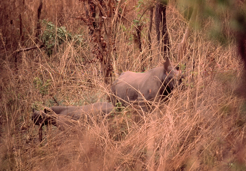 Cameroon Diceros bicornis longipes (4)