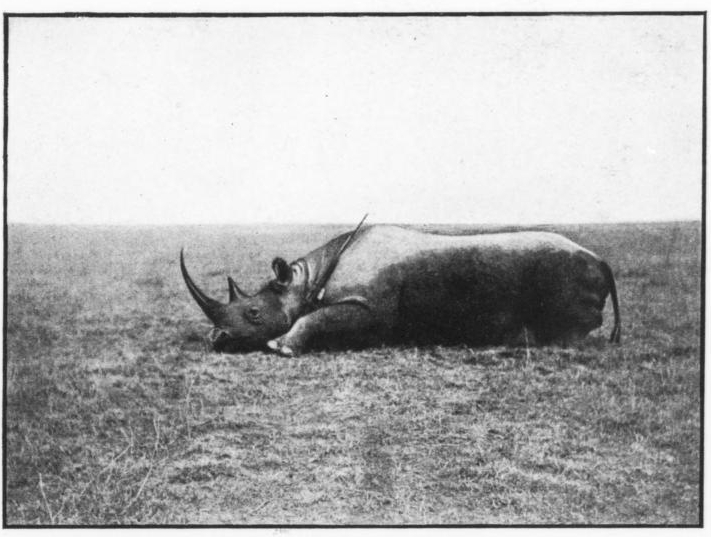 Black Rhino on Athi River
