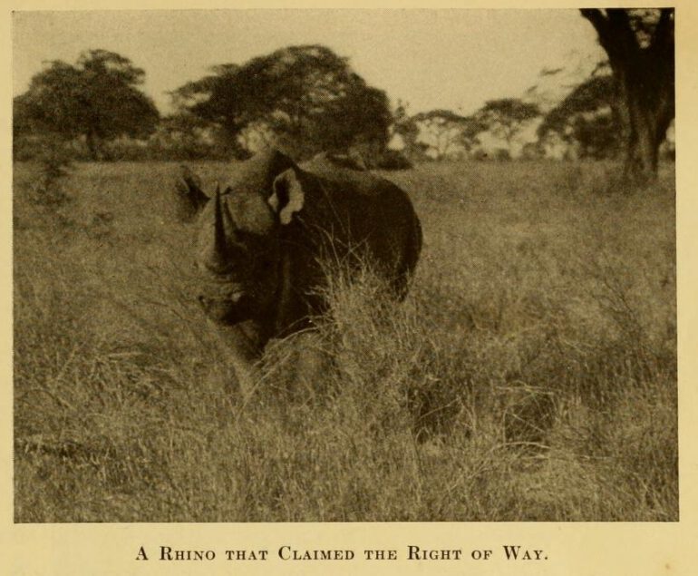 Rhino has right of way