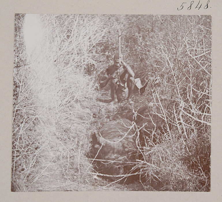 Rhino in pit in Tanzania