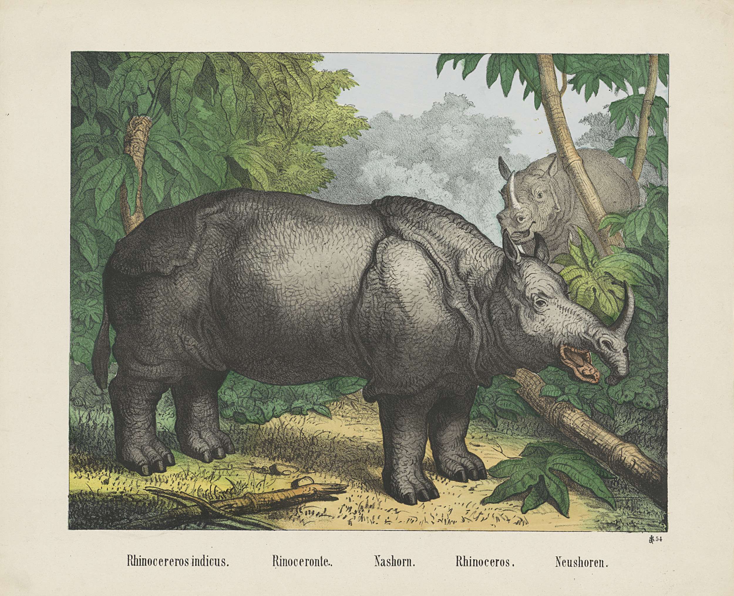 Rhinoceros indicus