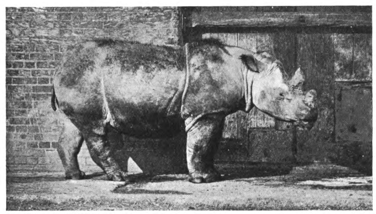 Gambier Bolton and Begum