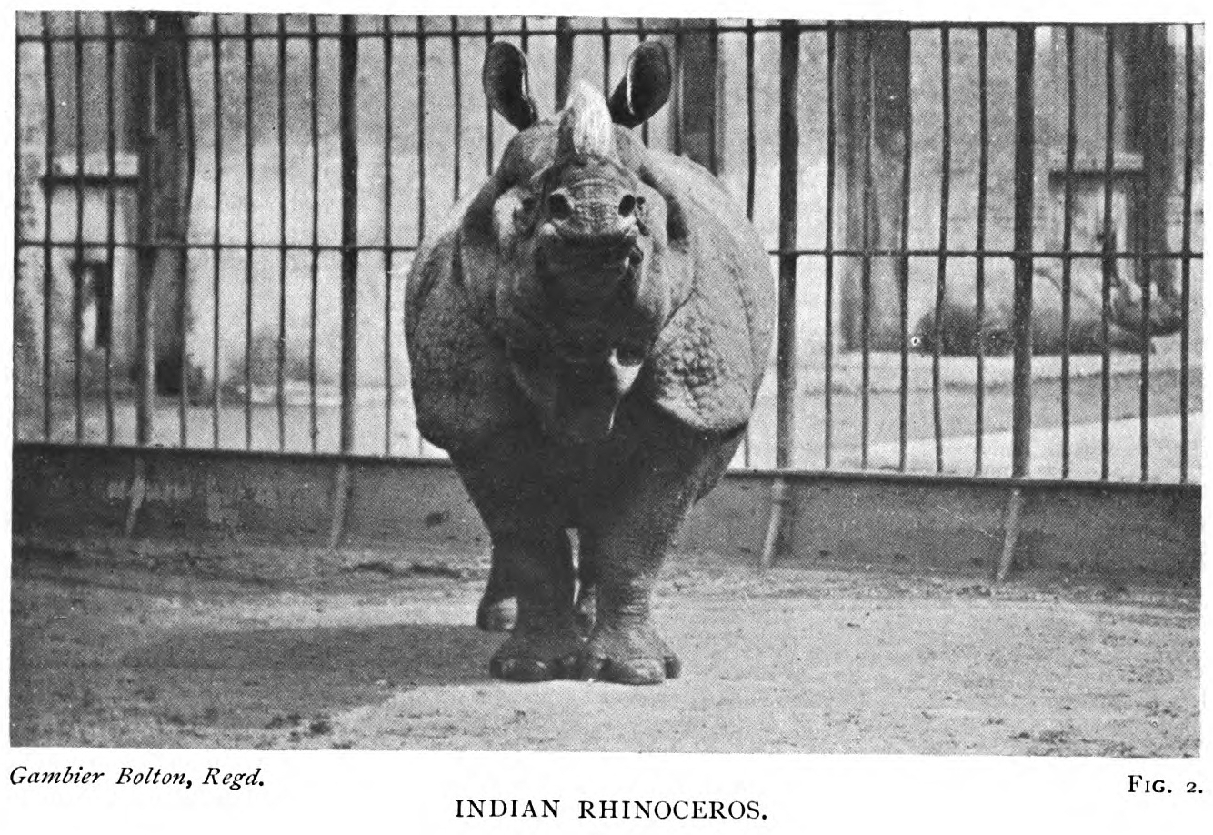 Bolton London unicornis