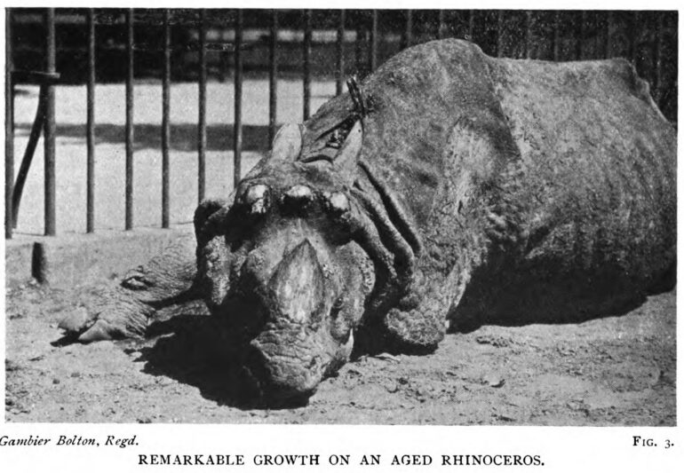 Antwerp Zoo unicornis