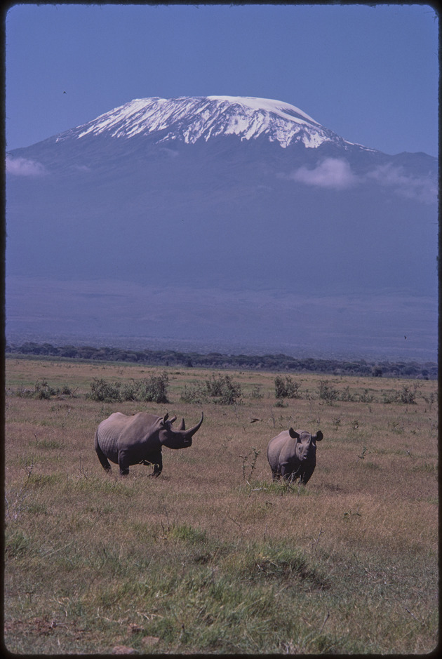 1976 Campbell black rhino