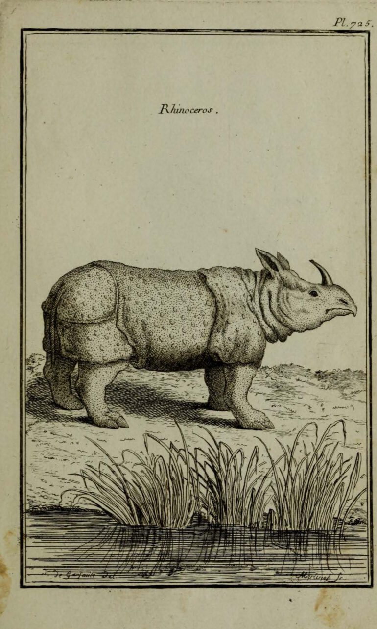 Rhinoceros in Paris