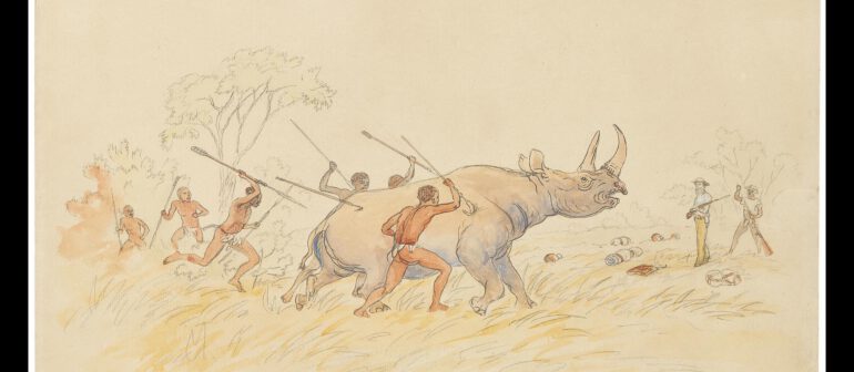 Rhinoceros at Samarinja